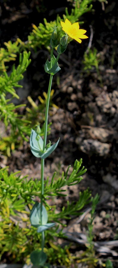 Blackstonia acuminata subsp. acuminata