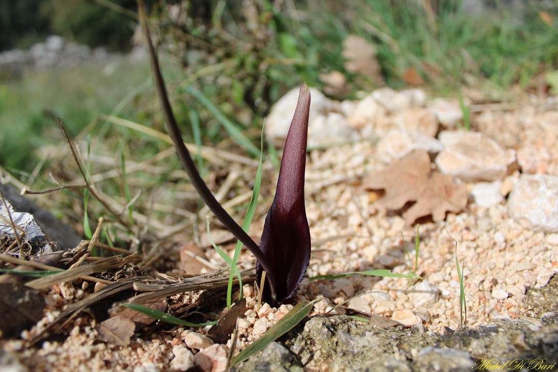 Biarum tenuifolium