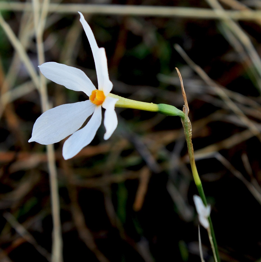 Narcissus obsoletus (=Narcissus serotinus)
