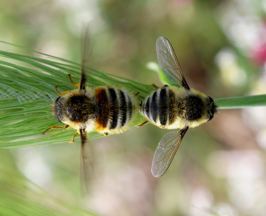Fallenia fasciata (Nemestrinidae) in accoppiamento