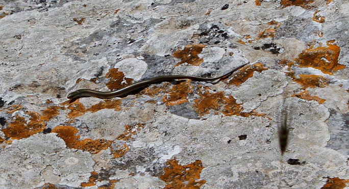 Luscengola