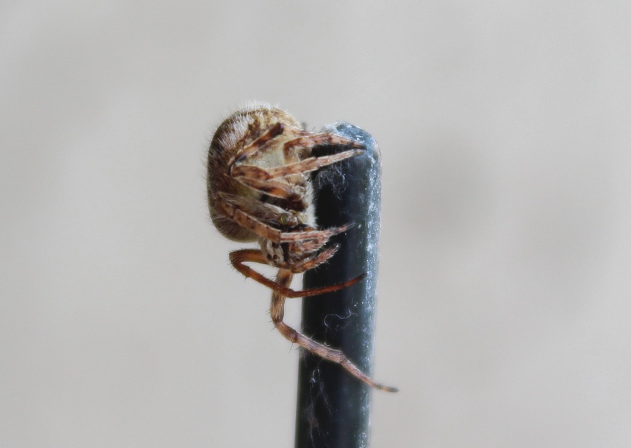 Agalenatea redii - Manfredonia (FG)
