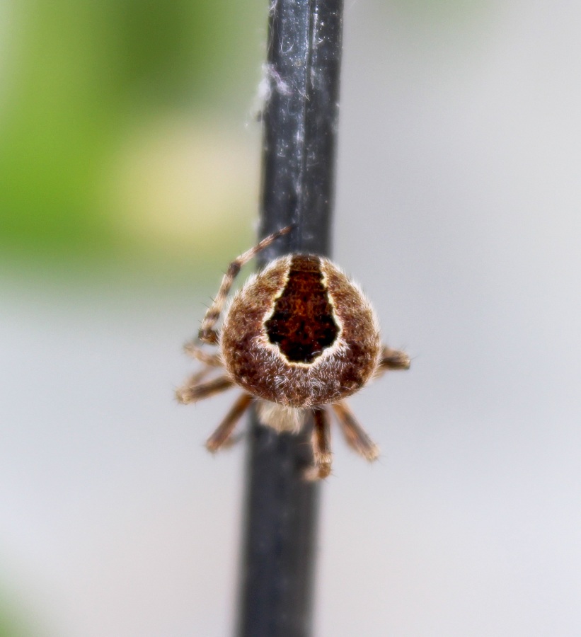 Agalenatea redii - Manfredonia (FG)