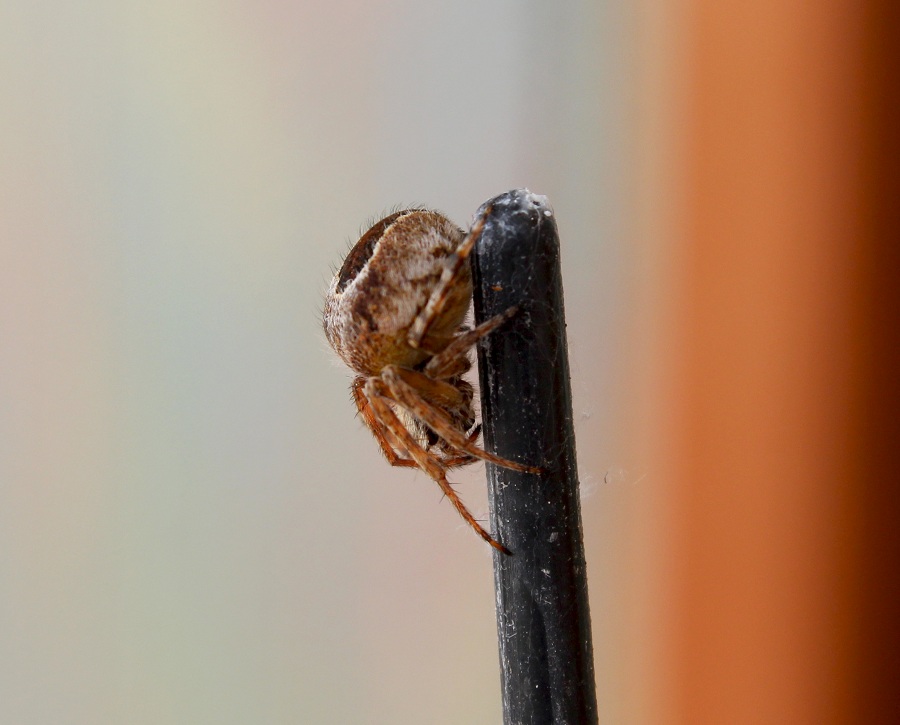 Agalenatea redii - Manfredonia (FG)