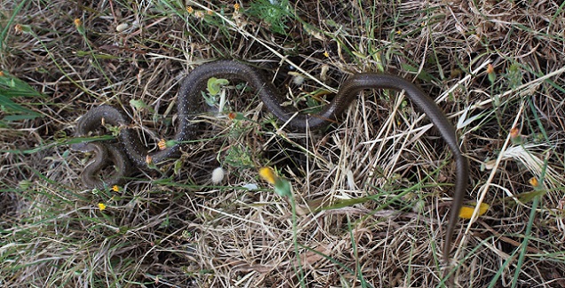 Zamenis longissimus del Gargano