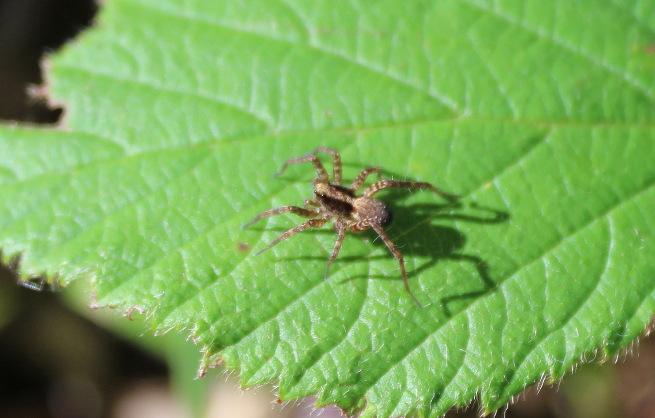 Pardosa lugubris s.l. - Monte Sacro (FG)