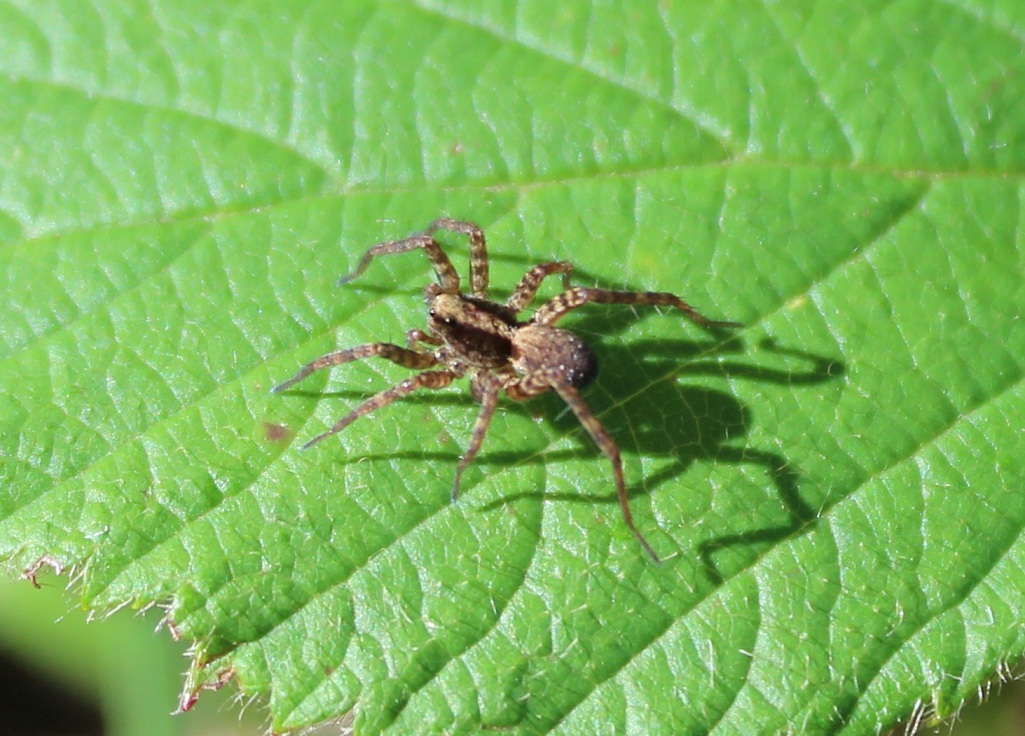 Pardosa lugubris s.l. - Monte Sacro (FG)