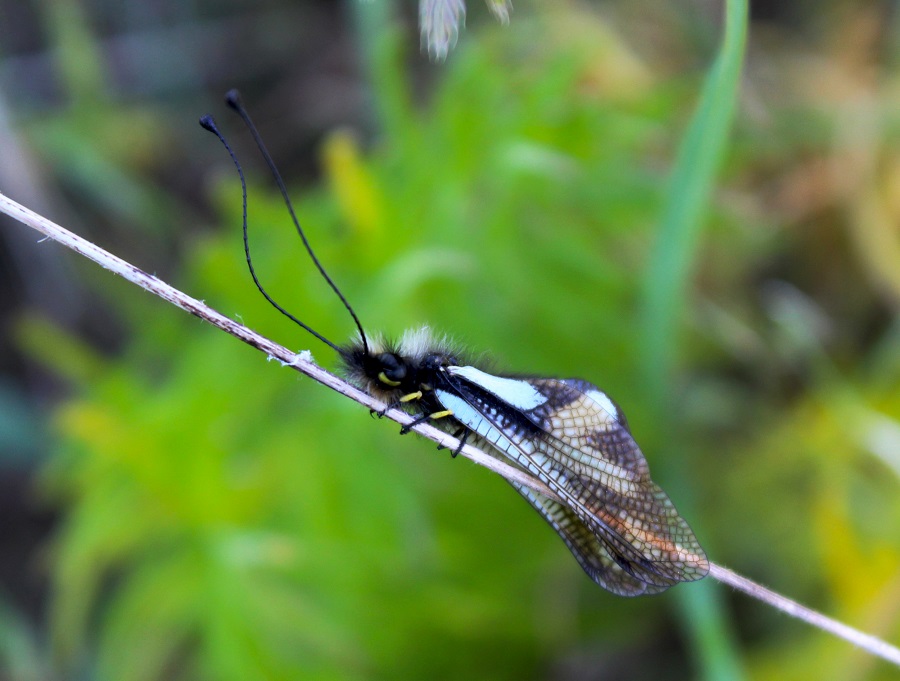 Libelloides coccajus femmina