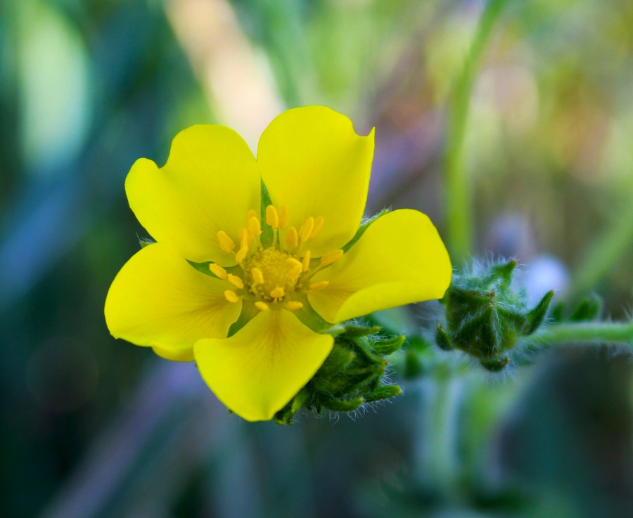 Potentilla cfr. recta