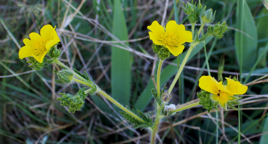 Potentilla cfr. recta