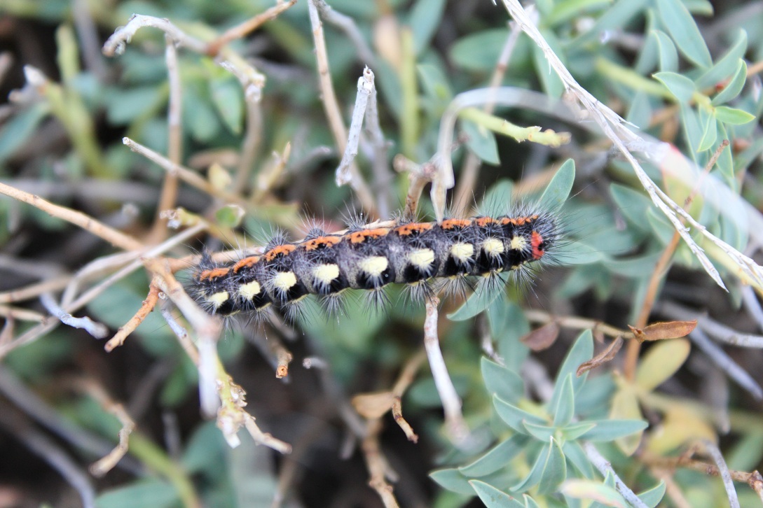 bruco di Acronicta euphorbiae, Noctuidae