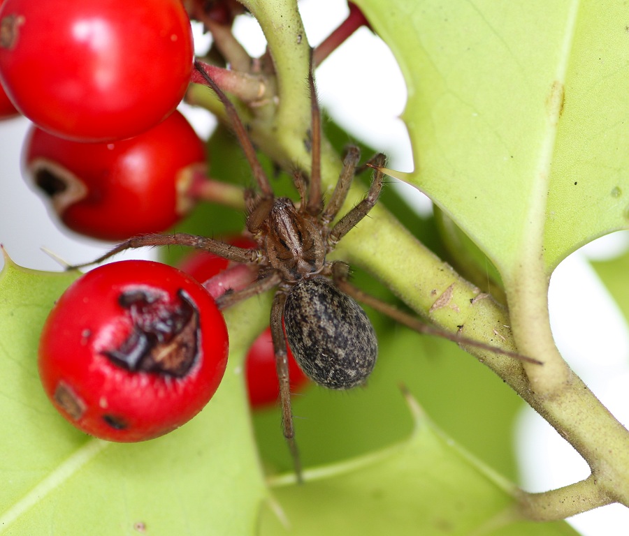 Agelenidae: Eratigena agrestis  -  Valle Carbonara Gargano (FG)