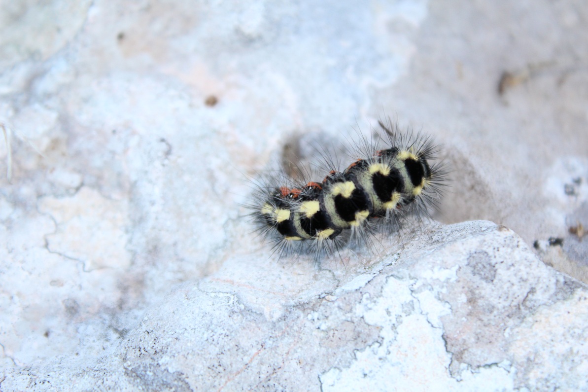 bruco di Acronicta euphorbiae, Noctuidae