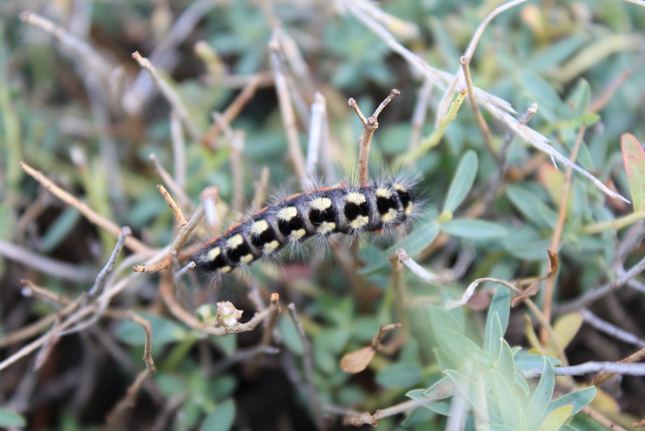 bruco di Acronicta euphorbiae, Noctuidae
