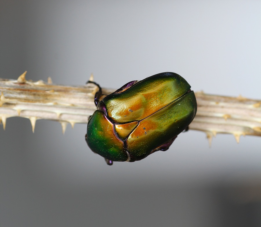 Cetonia aurata? No, Protaetia cuprea