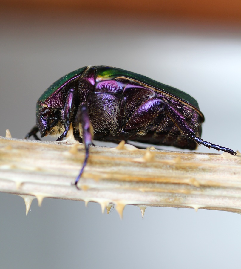 Cetonia aurata? No, Protaetia cuprea