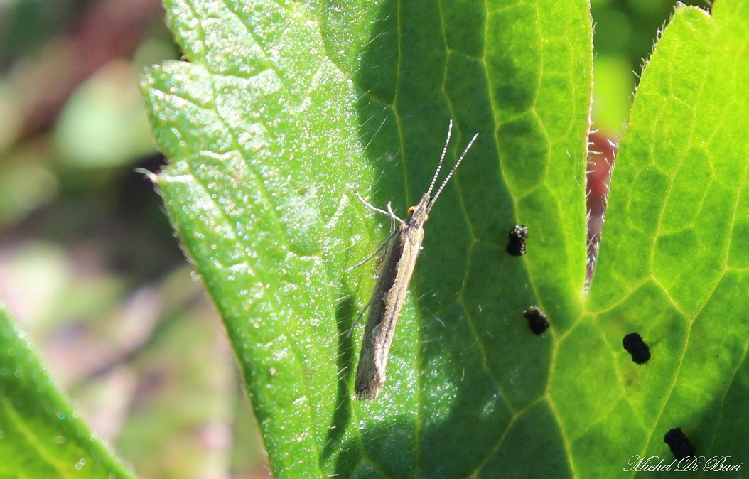 Plutella (Plutella) xylostella, ( Plutellidae)