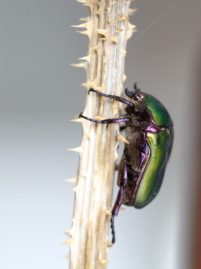 Cetonia aurata? No, Protaetia cuprea