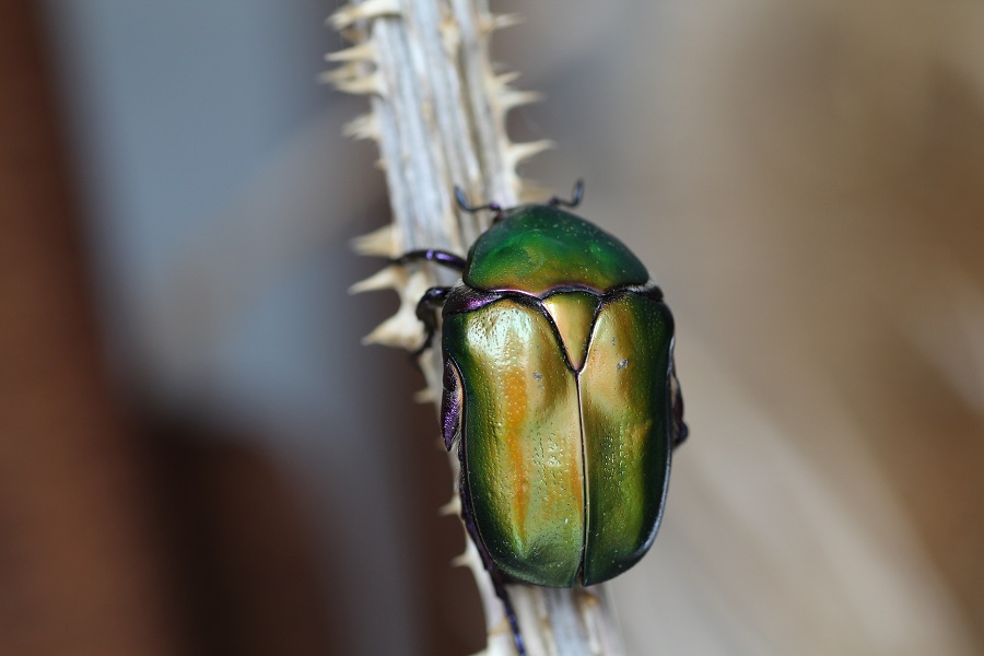Cetonia aurata? No, Protaetia cuprea