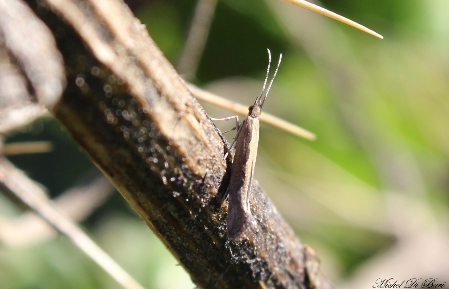 Plutella (Plutella) xylostella, ( Plutellidae)
