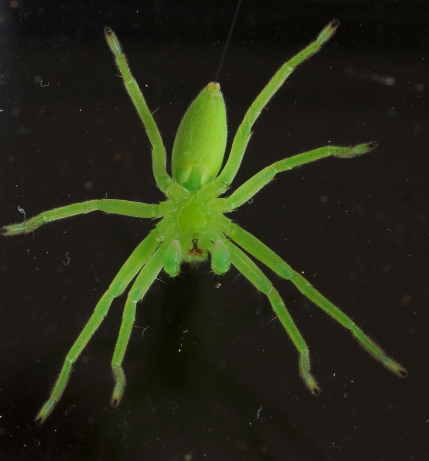 Micrommata virescens (giovane maschio) - Gargano (FG)