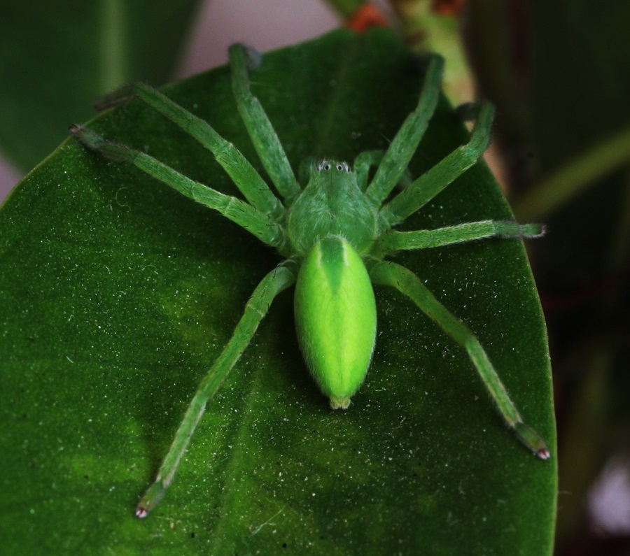 Micrommata virescens (giovane maschio) - Gargano (FG)