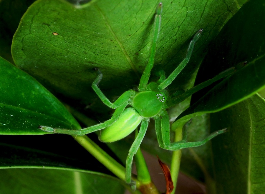 Micrommata virescens (giovane maschio) - Gargano (FG)