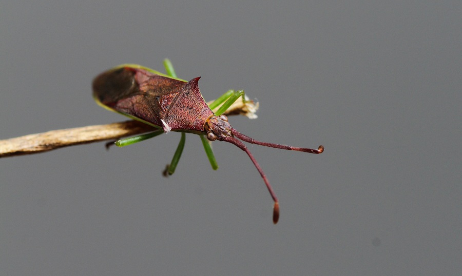 Coreidae: Plinachtus imitator