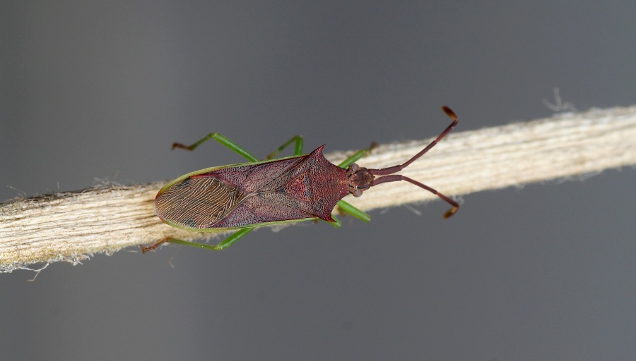 Coreidae: Plinachtus imitator