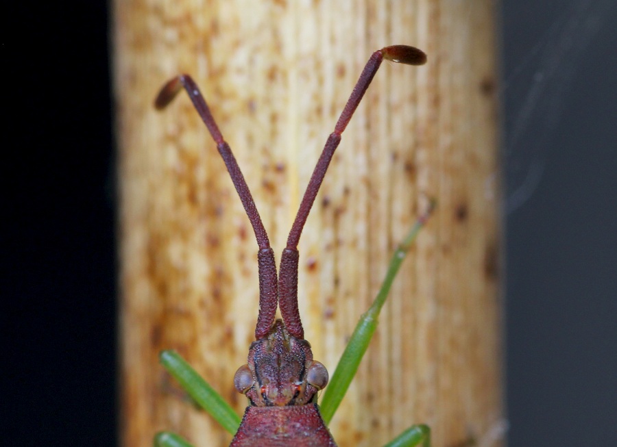 Coreidae: Plinachtus imitator