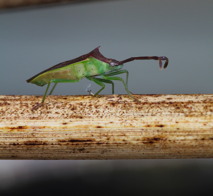 Coreidae: Plinachtus imitator