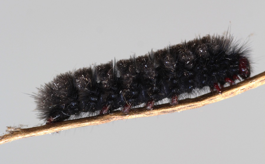 Bruco da id - Amata kruegeri, Erebidae Arctiinae