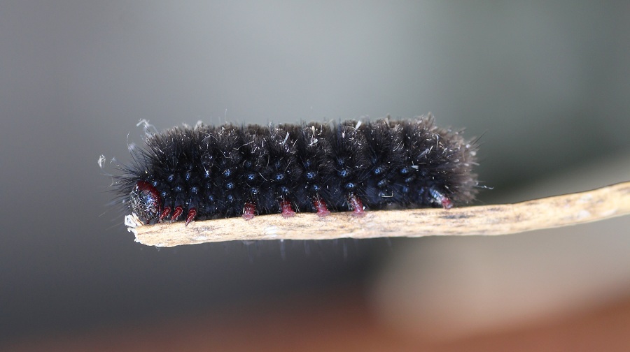 Bruco da id - Amata kruegeri, Erebidae Arctiinae