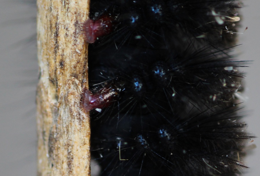 Bruco da id - Amata kruegeri, Erebidae Arctiinae