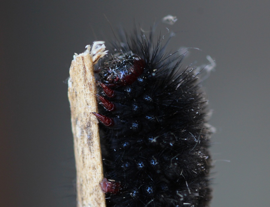 Bruco da id - Amata kruegeri, Erebidae Arctiinae