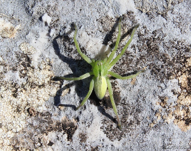 Micrommata ligurina - Calvo Gargano (FG)