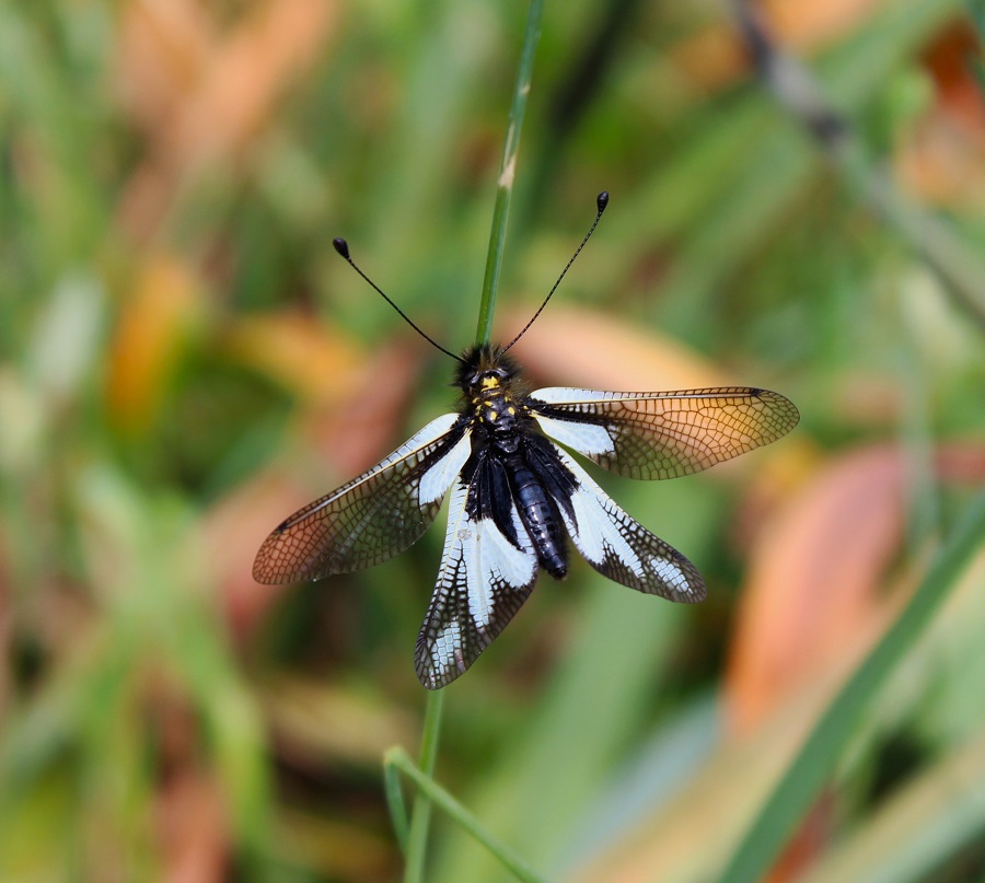 Libelloides coccajus femmina