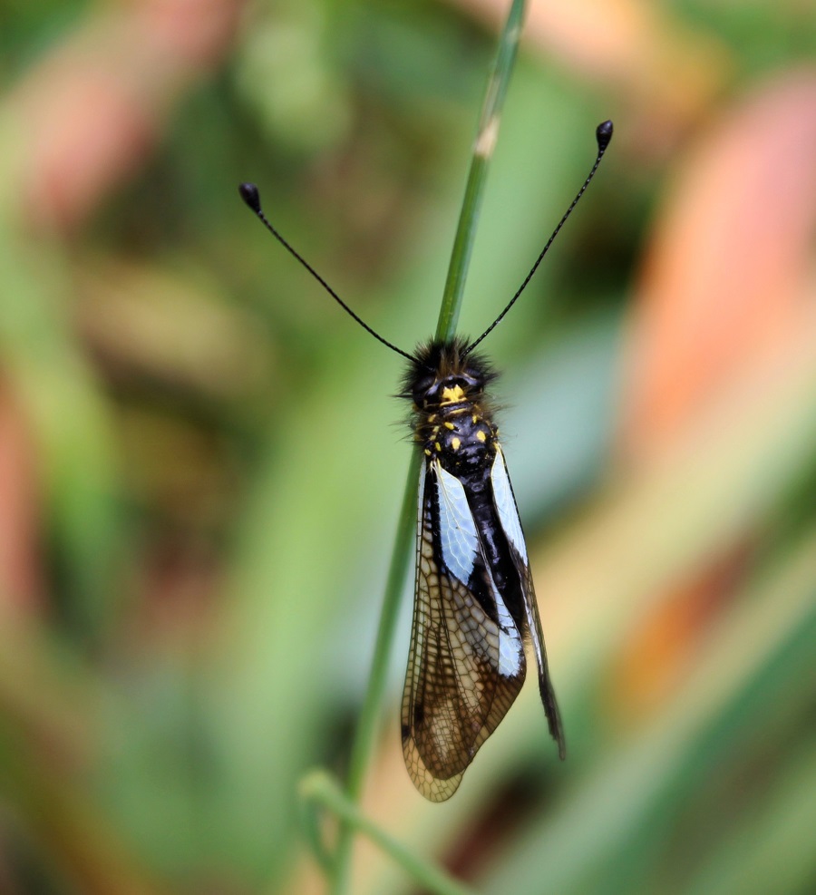 Libelloides coccajus femmina