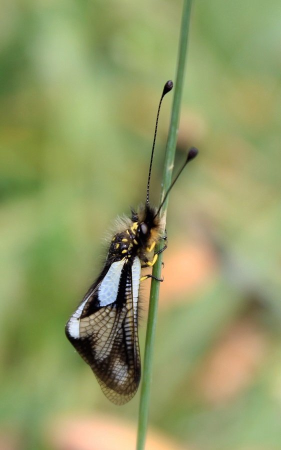 Libelloides coccajus femmina