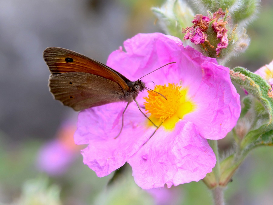 Coenonympha pamphilus? No, Maniola jurtina