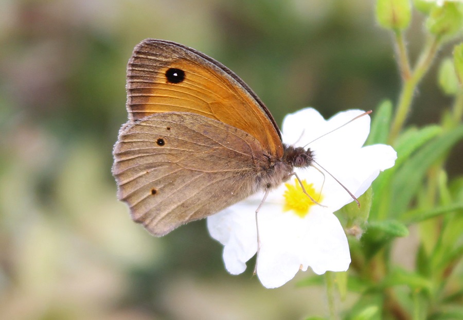 Coenonympha pamphilus? No, Maniola jurtina