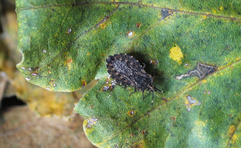 Aradidae:  Aradus krueperi