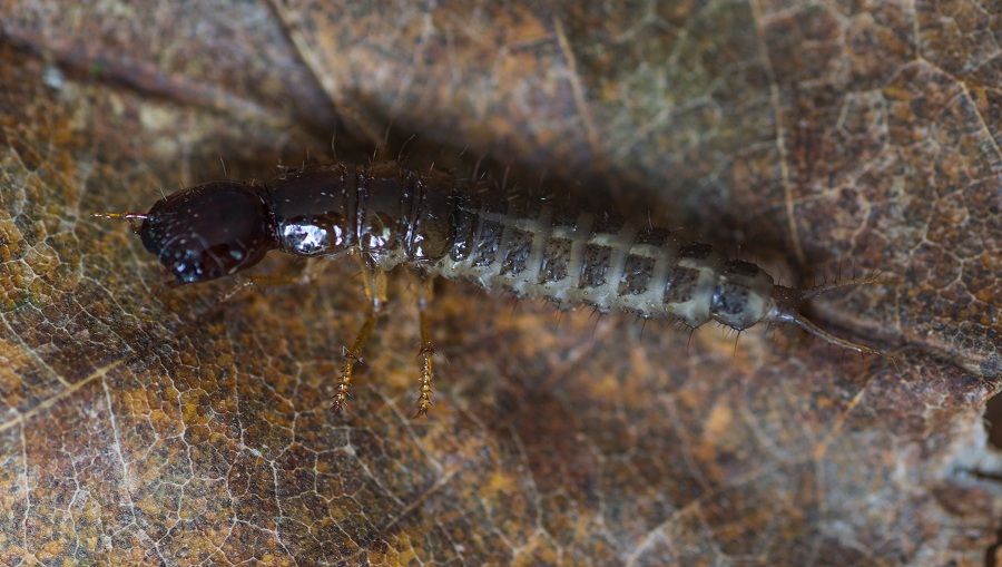 larva di Staphilinidae