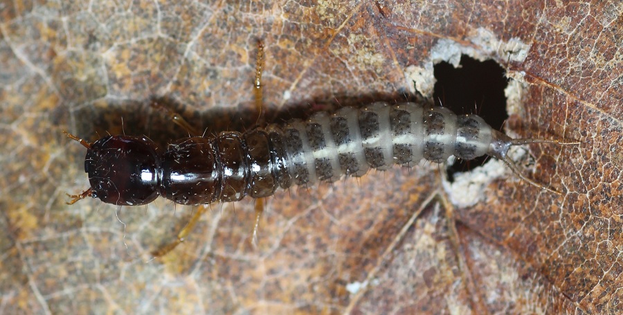 larva di Staphilinidae