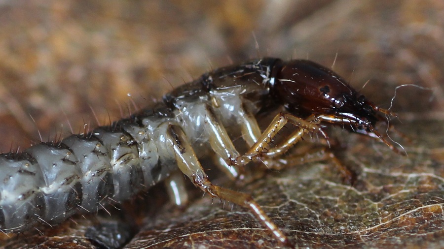 larva di Staphilinidae