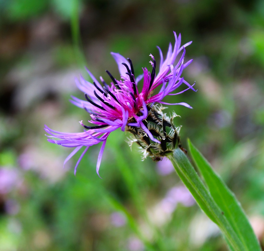 Centaurea triumfettii / Fiordaliso di Trionfetti