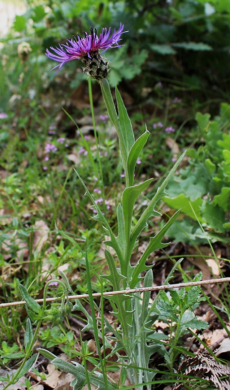Centaurea triumfettii / Fiordaliso di Trionfetti