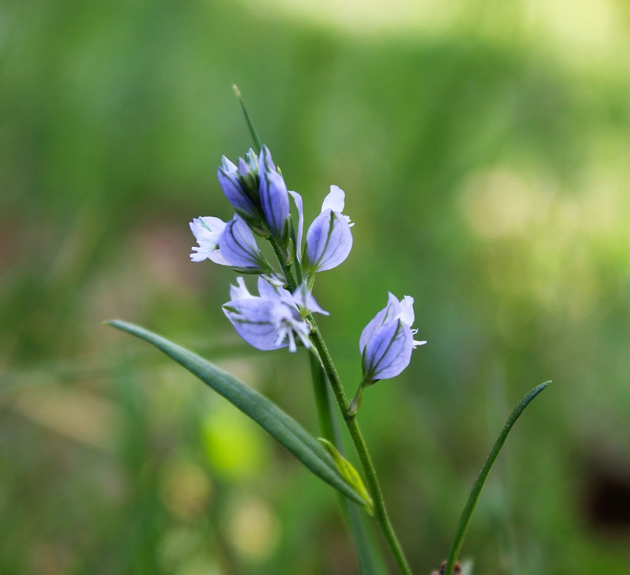 Polygala vulgaris