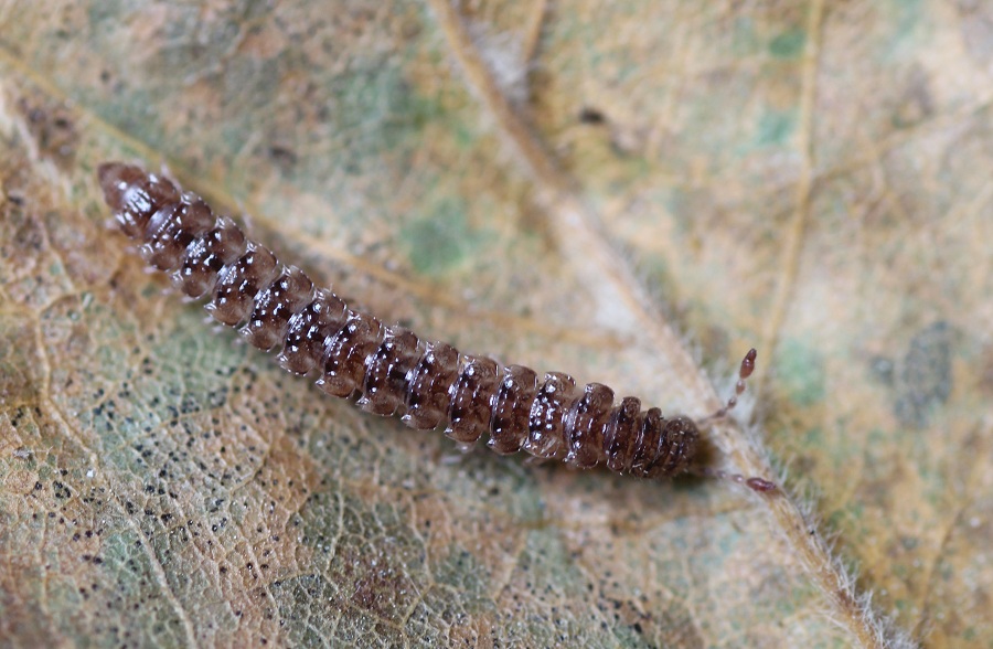 Diplopoda Polydesmidae: Polydesmus sp.