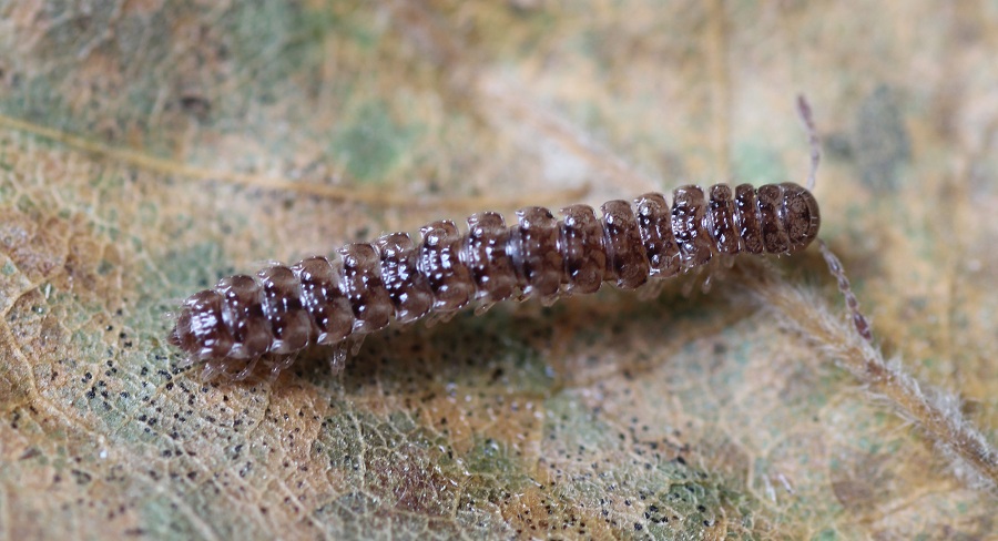 Diplopoda Polydesmidae: Polydesmus sp.